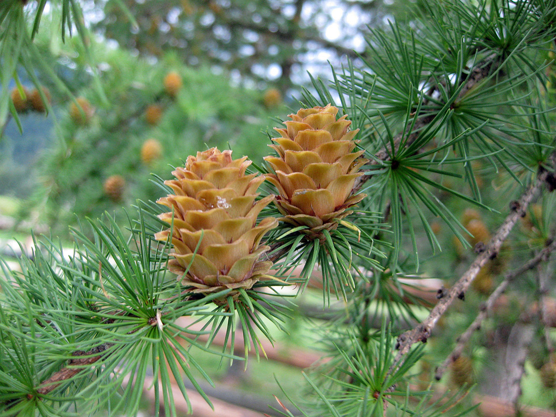 Изображение особи Larix kaempferi.