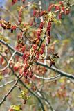 Populus afghanica