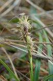 Carex ericetorum