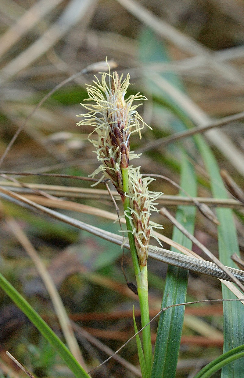 Изображение особи Carex ericetorum.