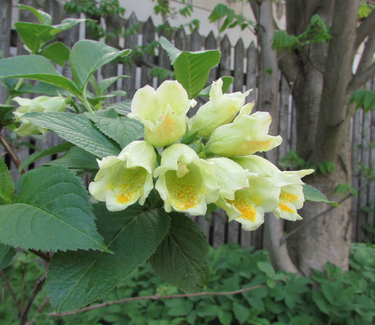 Image of Weigela middendorffiana specimen.