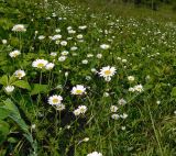 Anthemis austriaca