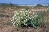 Crambe maritima