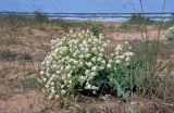 Crambe maritima. Цветущее растение. Крым, Караларский природный парк, долина р. Сююрташ, побережье в окр. устья, песчано-ракушечный пляж с Leymus. 09.05.2021.