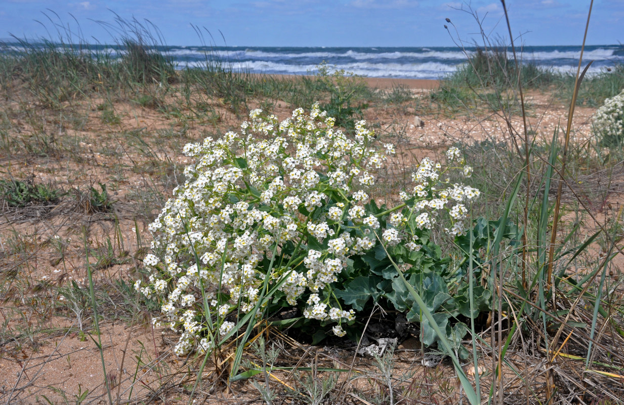 Image of Crambe maritima specimen.