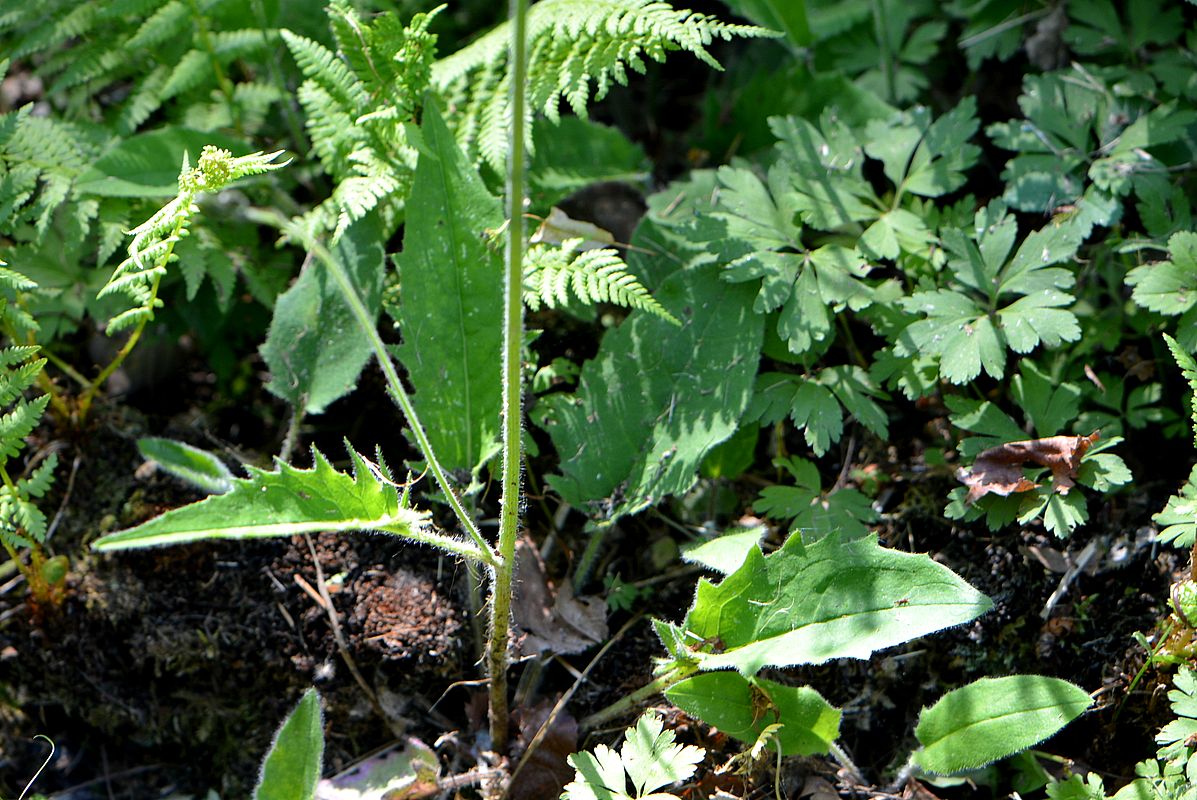 Image of Hieracium sylvularum specimen.