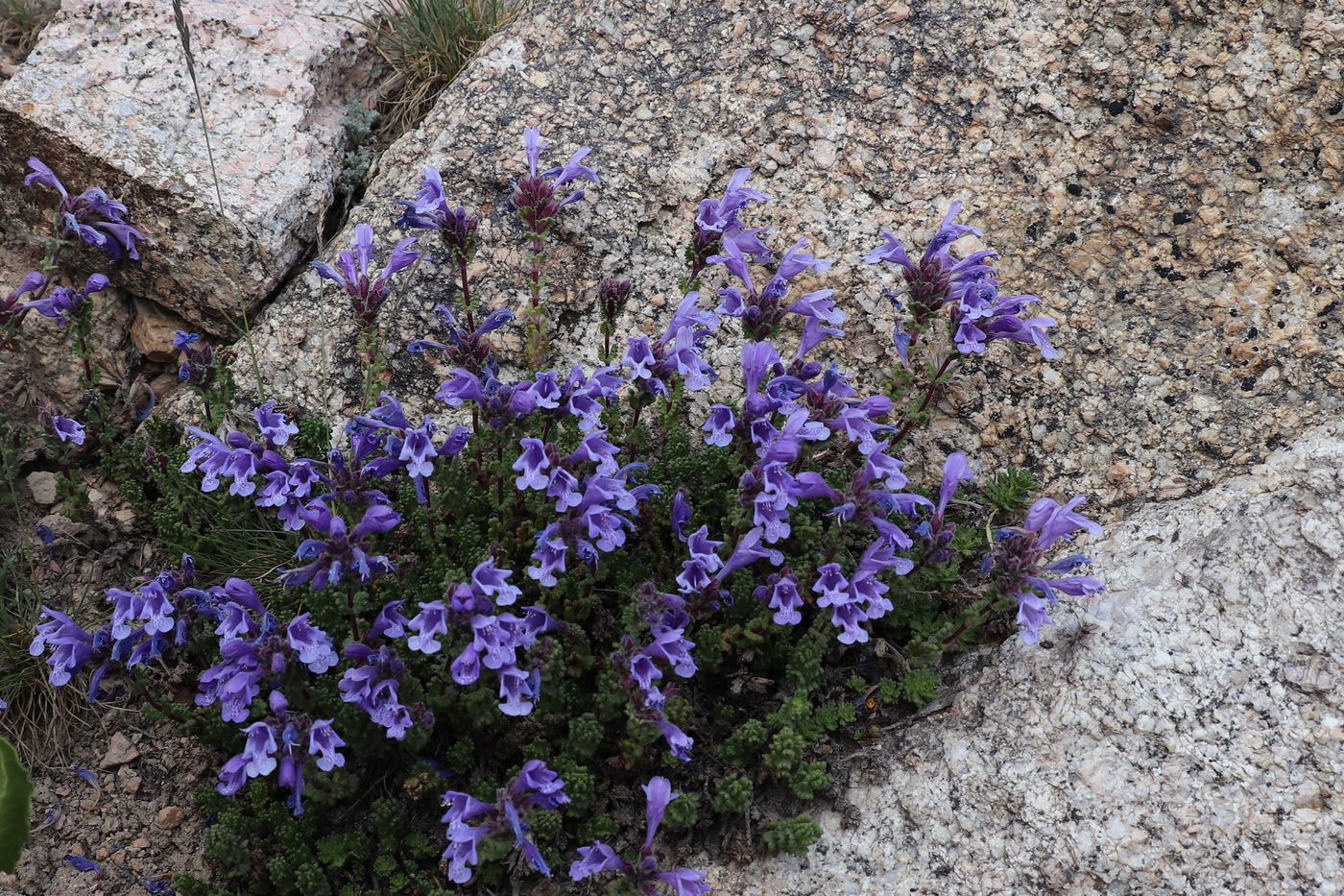 Изображение особи Dracocephalum oblongifolium.