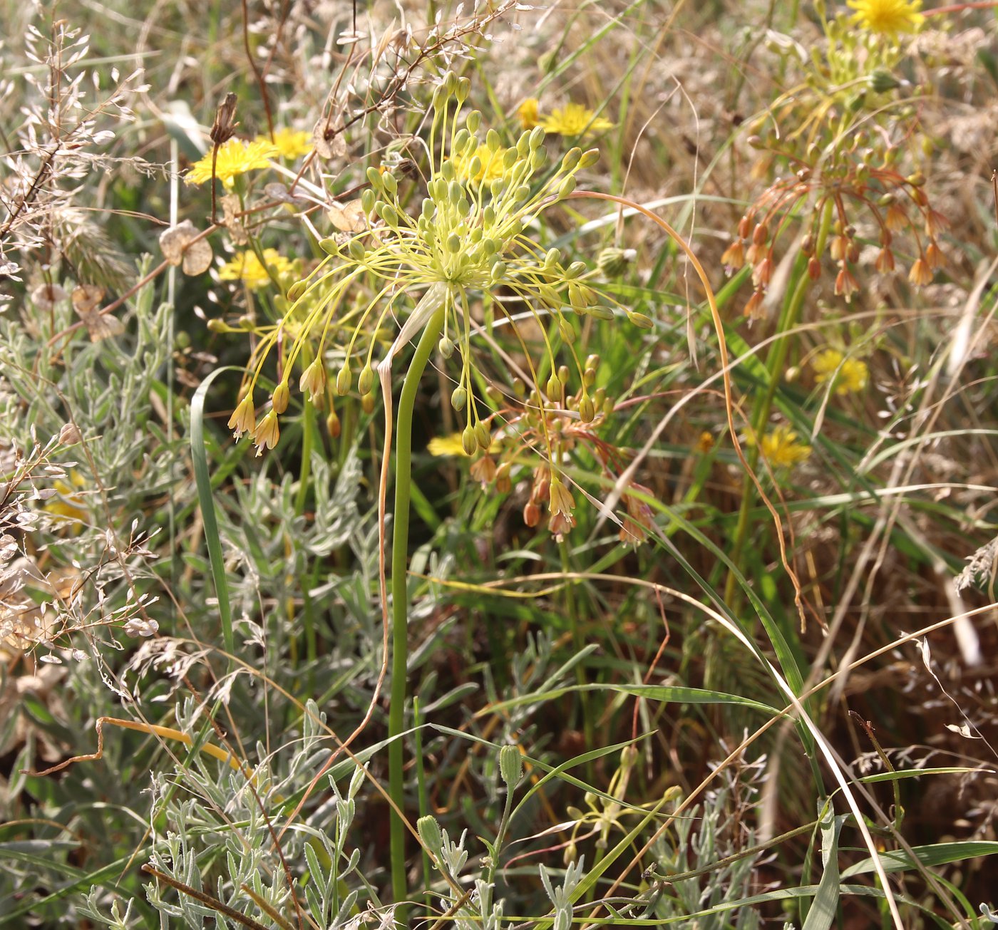 Изображение особи Allium paczoskianum.
