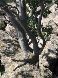 Celtis glabrata