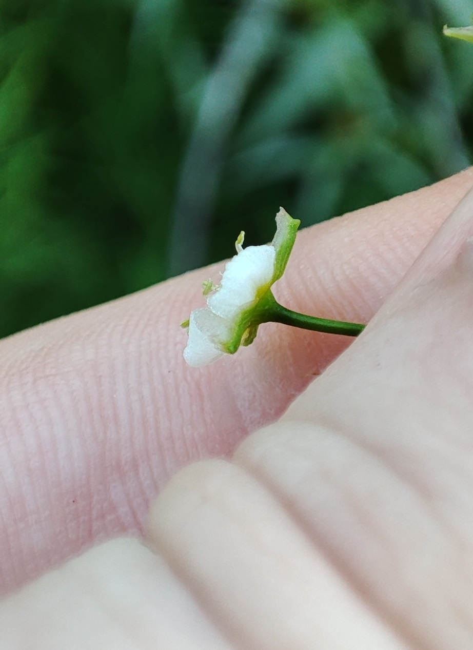 Image of Alisma plantago-aquatica specimen.