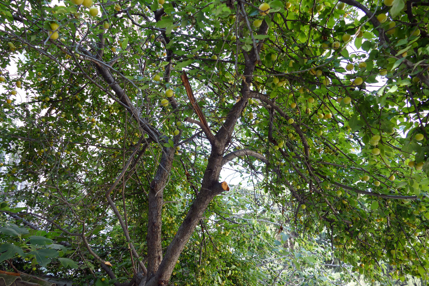 Image of Prunus cerasifera specimen.