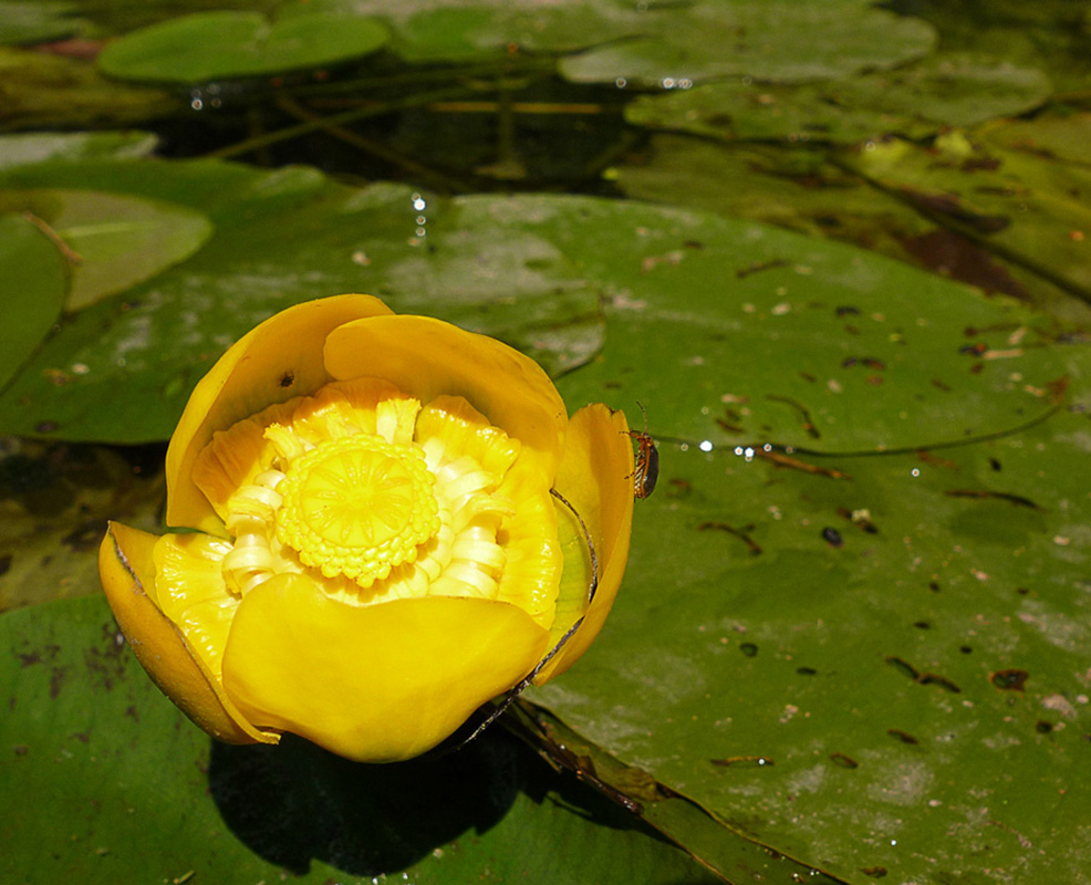 Изображение особи Nuphar lutea.