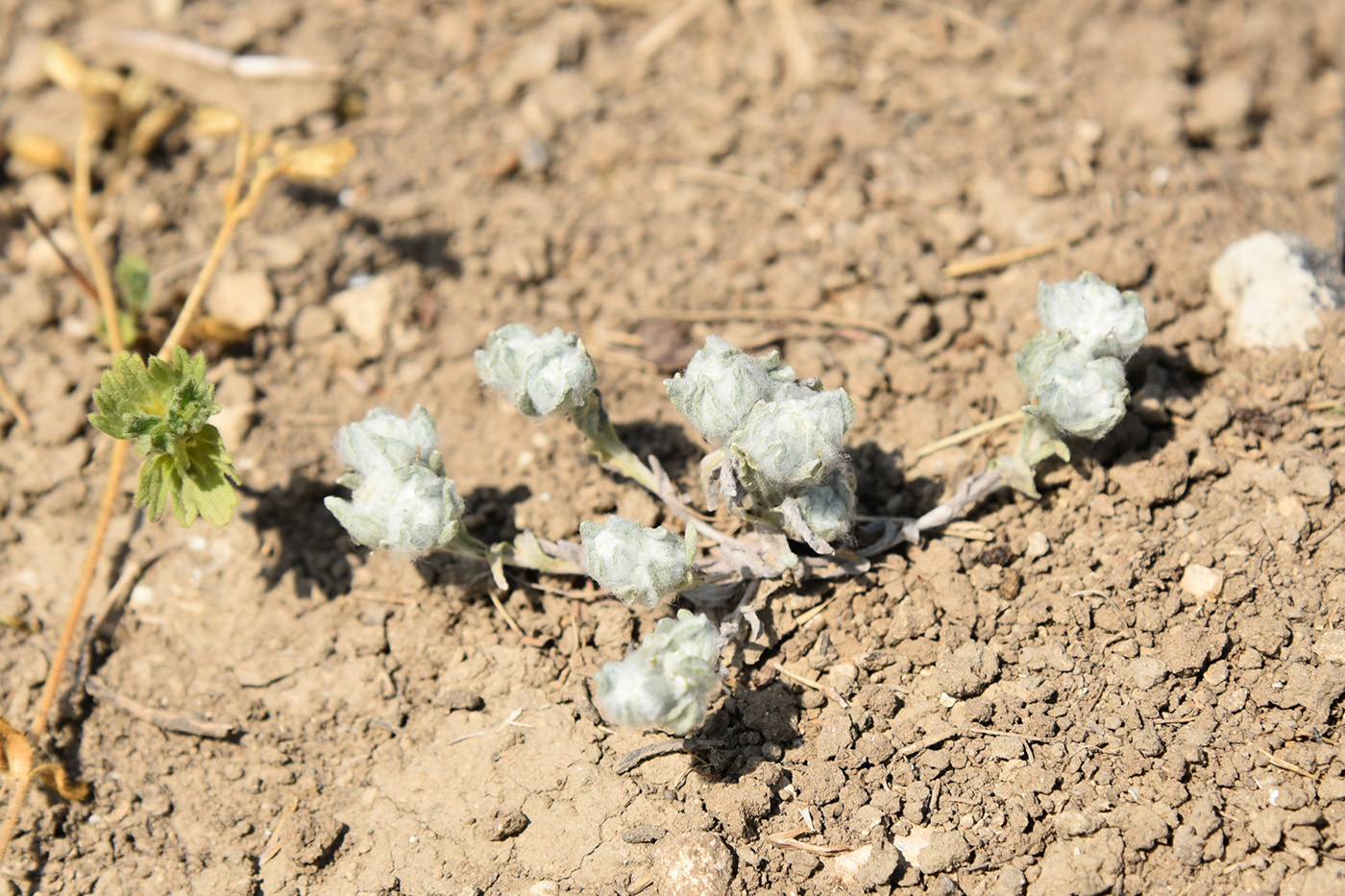 Image of Bombycilaena erecta specimen.