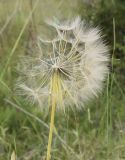 Tragopogon porrifolius. Соплодие. Испания, автономное сообщество Каталония, провинция Жирона, комарка Баш Эмпорда, муниципалитет Тороэлья-де-Монгри, долина Санта-Катерина, бровка балки, разнотравье. 23.05.2021.