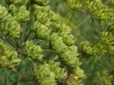 Heracleum sibiricum