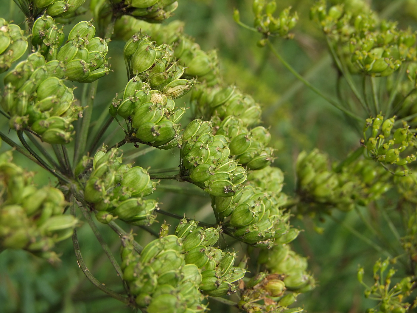 Image of Heracleum sibiricum specimen.