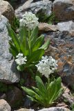 Primula bayernii