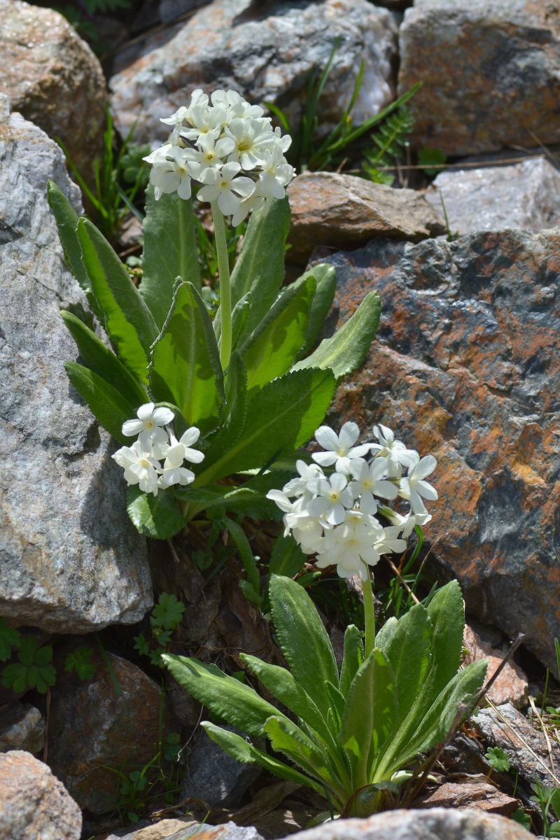 Image of Primula bayernii specimen.