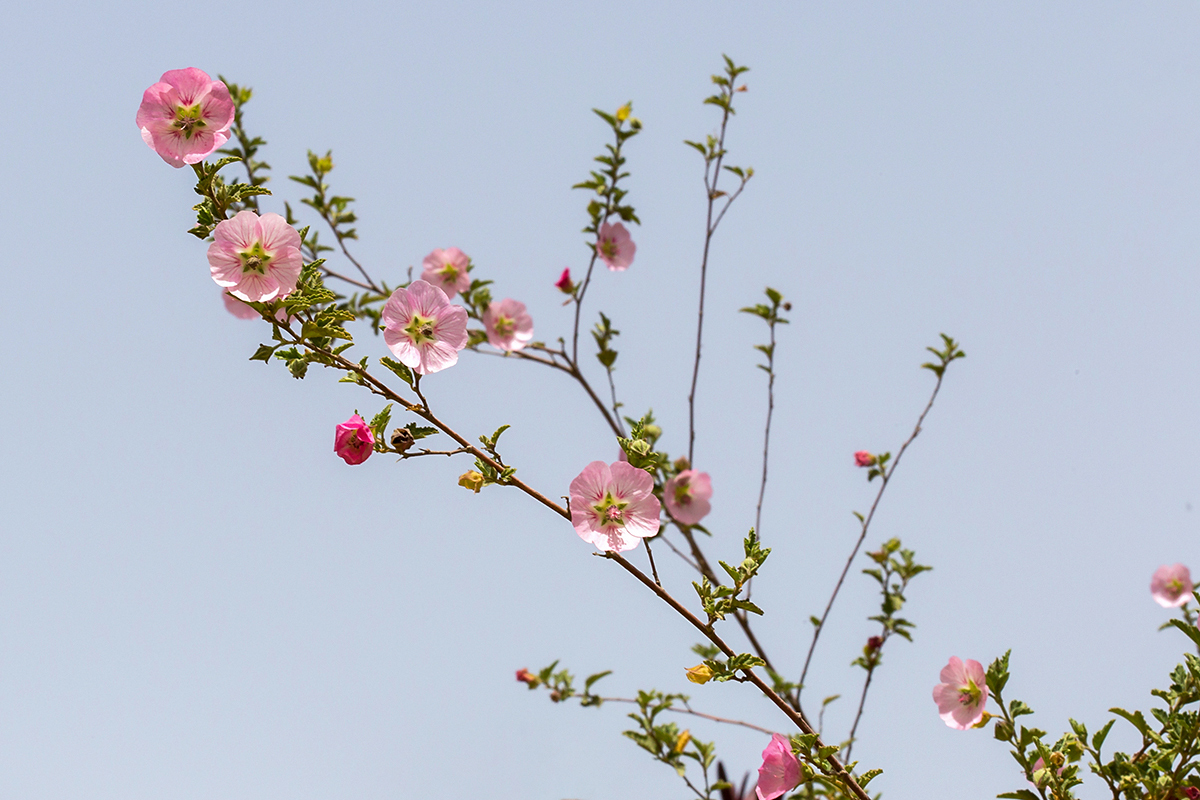 Изображение особи Anisodontea scabrosa.