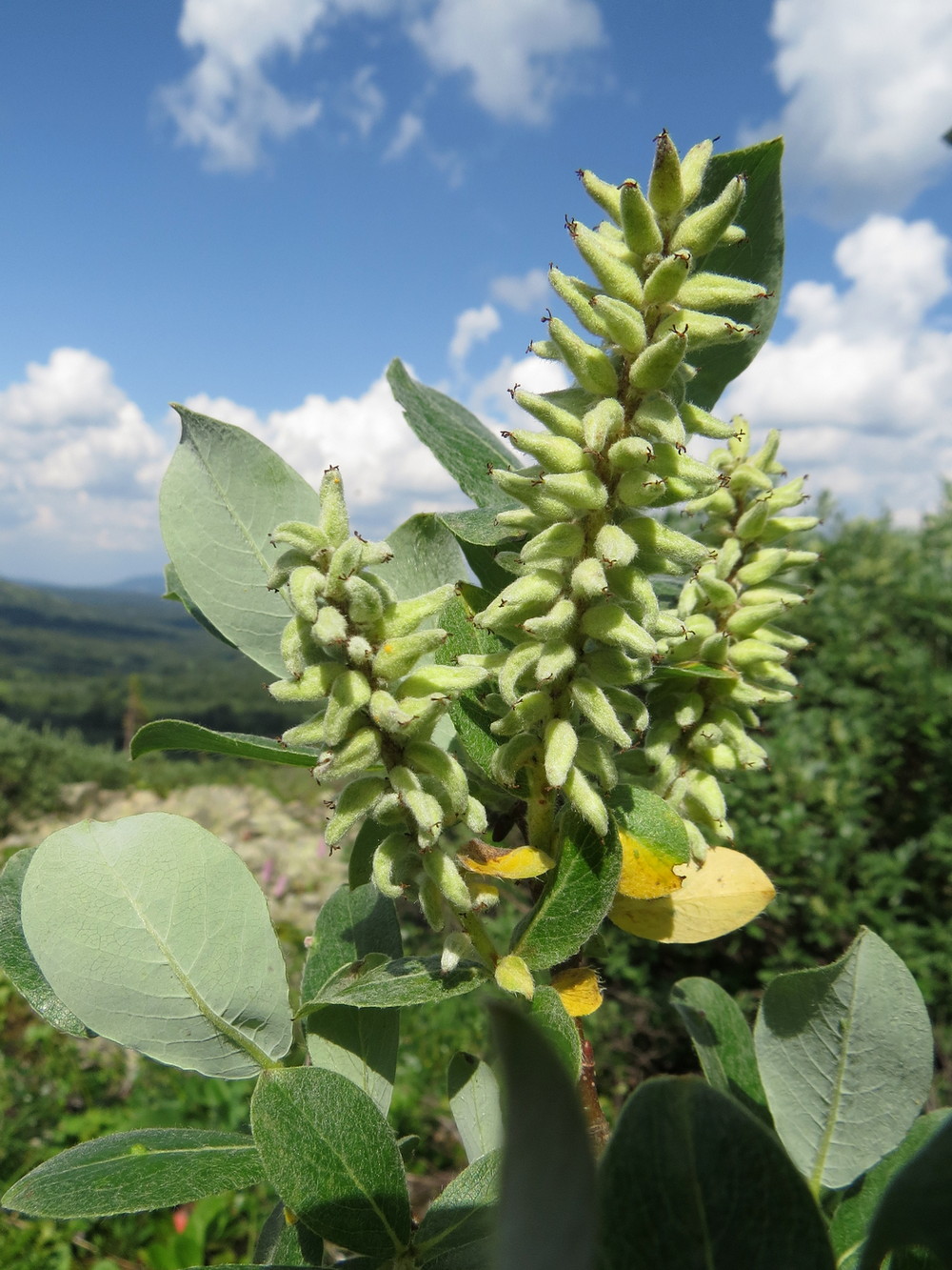 Image of Salix glauca specimen.