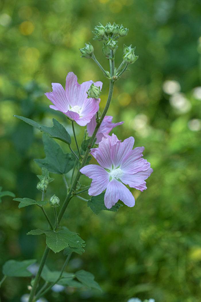 Image of Malva thuringiaca specimen.