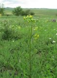 Senecio jacobaea