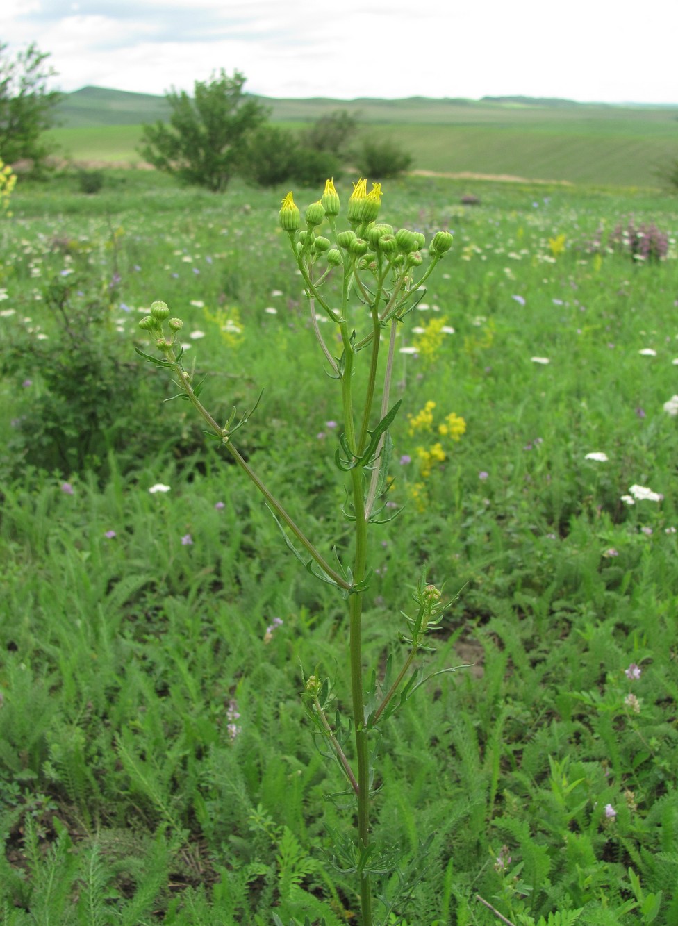 Image of Senecio jacobaea specimen.