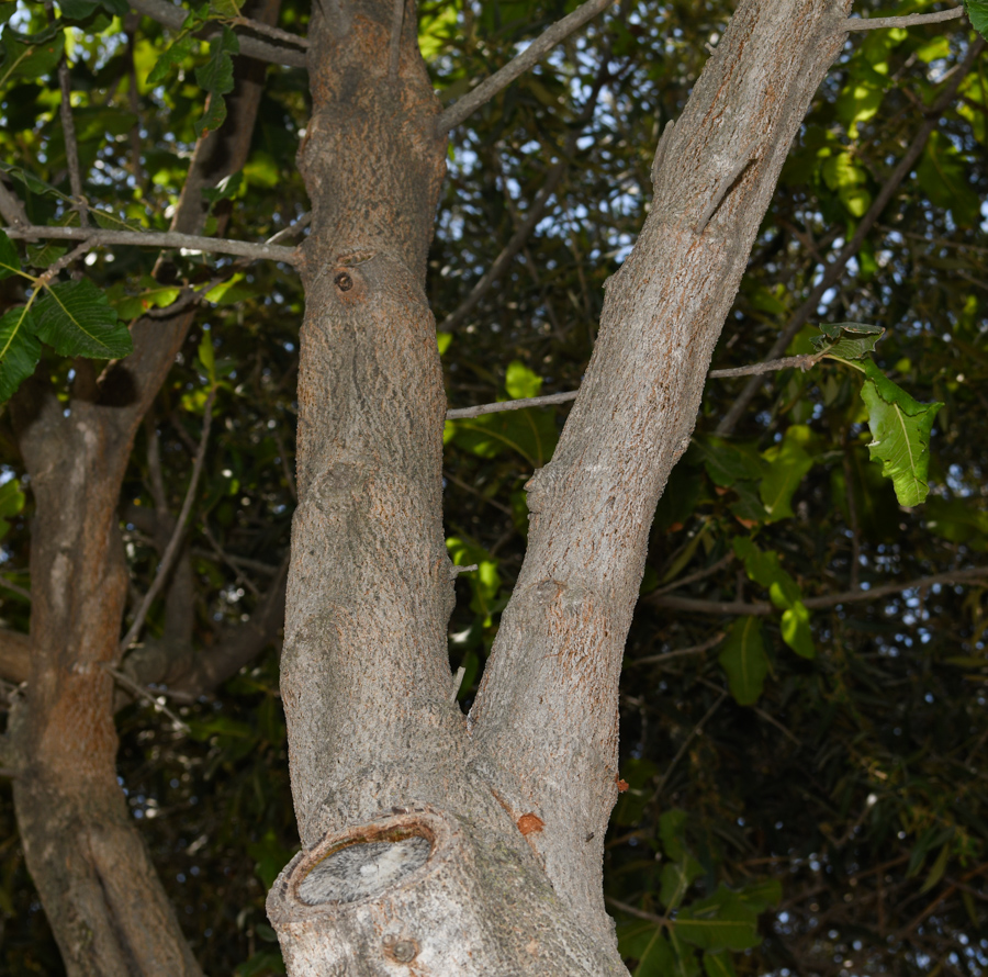 Image of Pappea capensis specimen.