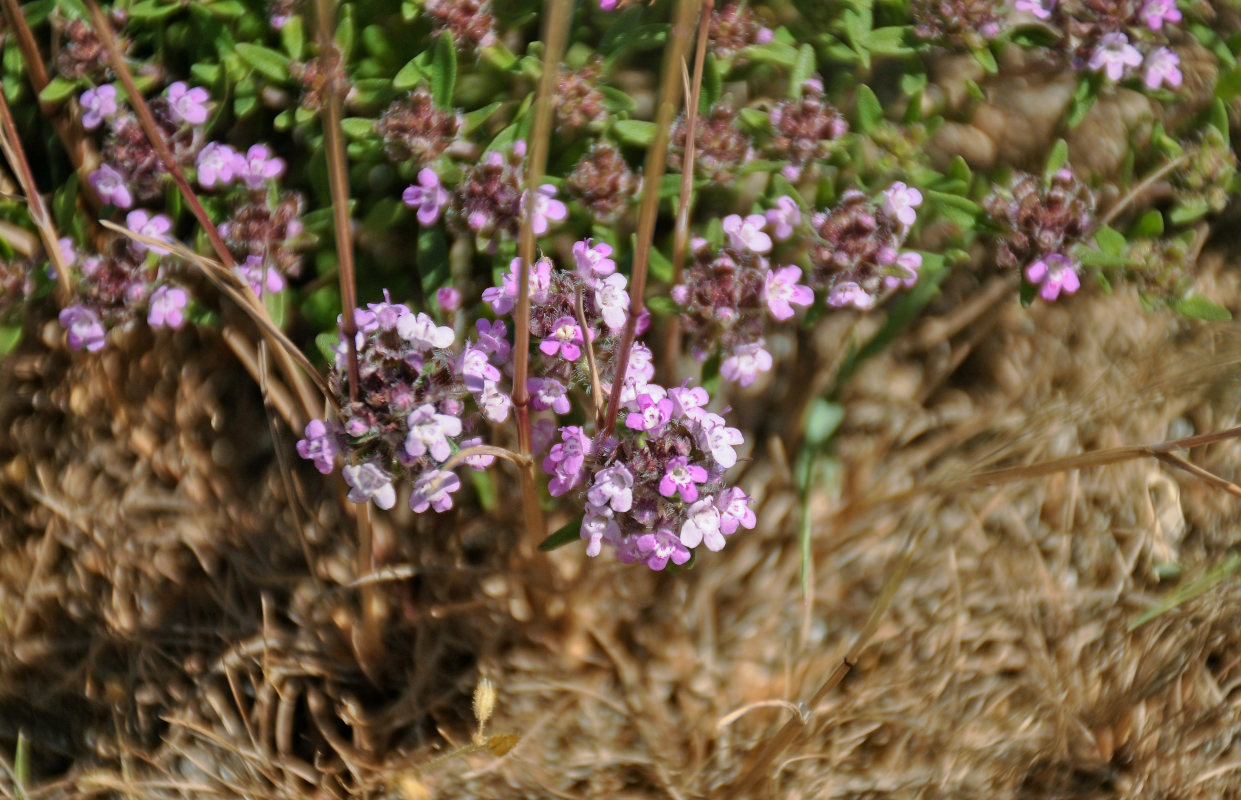 Image of genus Thymus specimen.