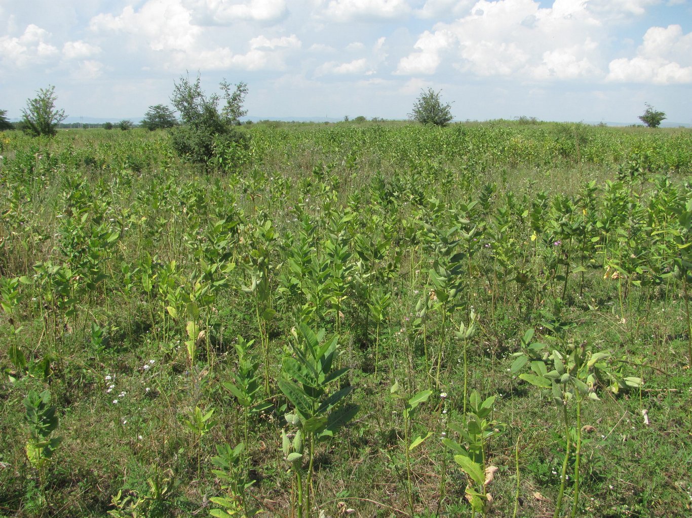 Image of Asclepias syriaca specimen.