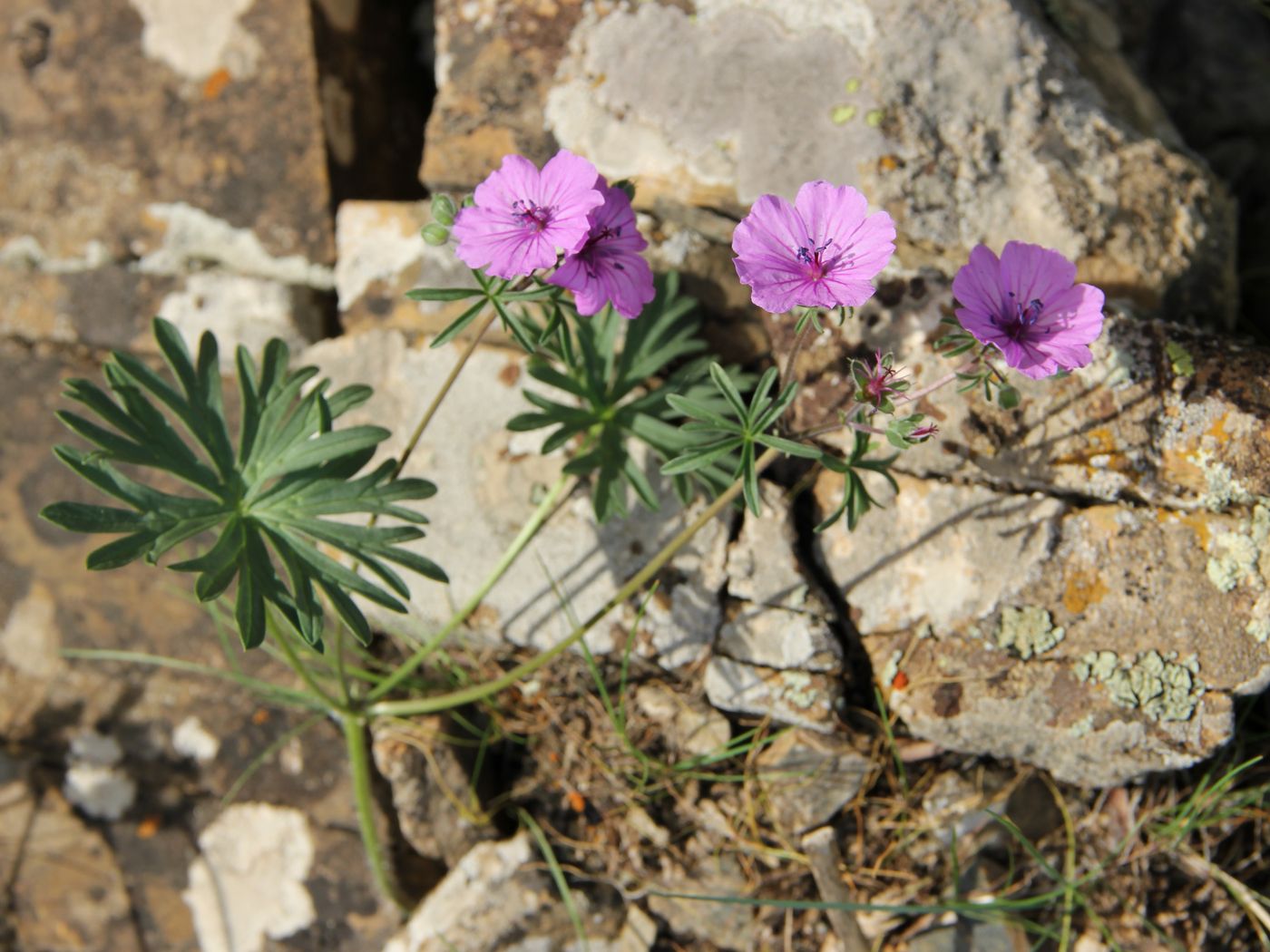 Image of Geranium charlesii specimen.