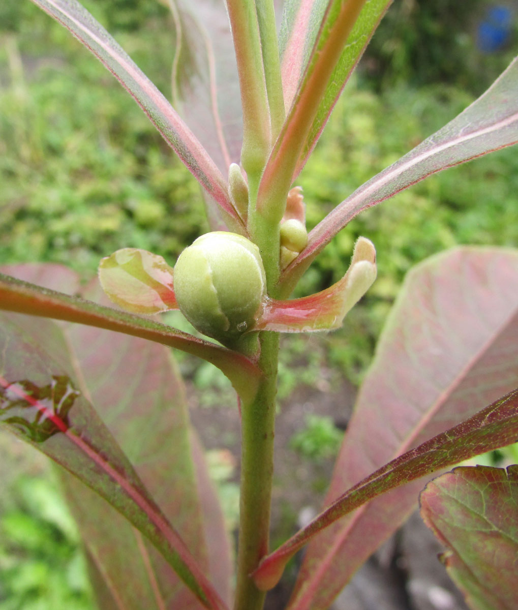 Image of Franklinia alatamaha specimen.