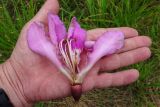 Ceiba pubiflora