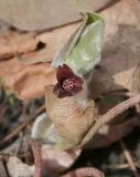 Asarum europaeum