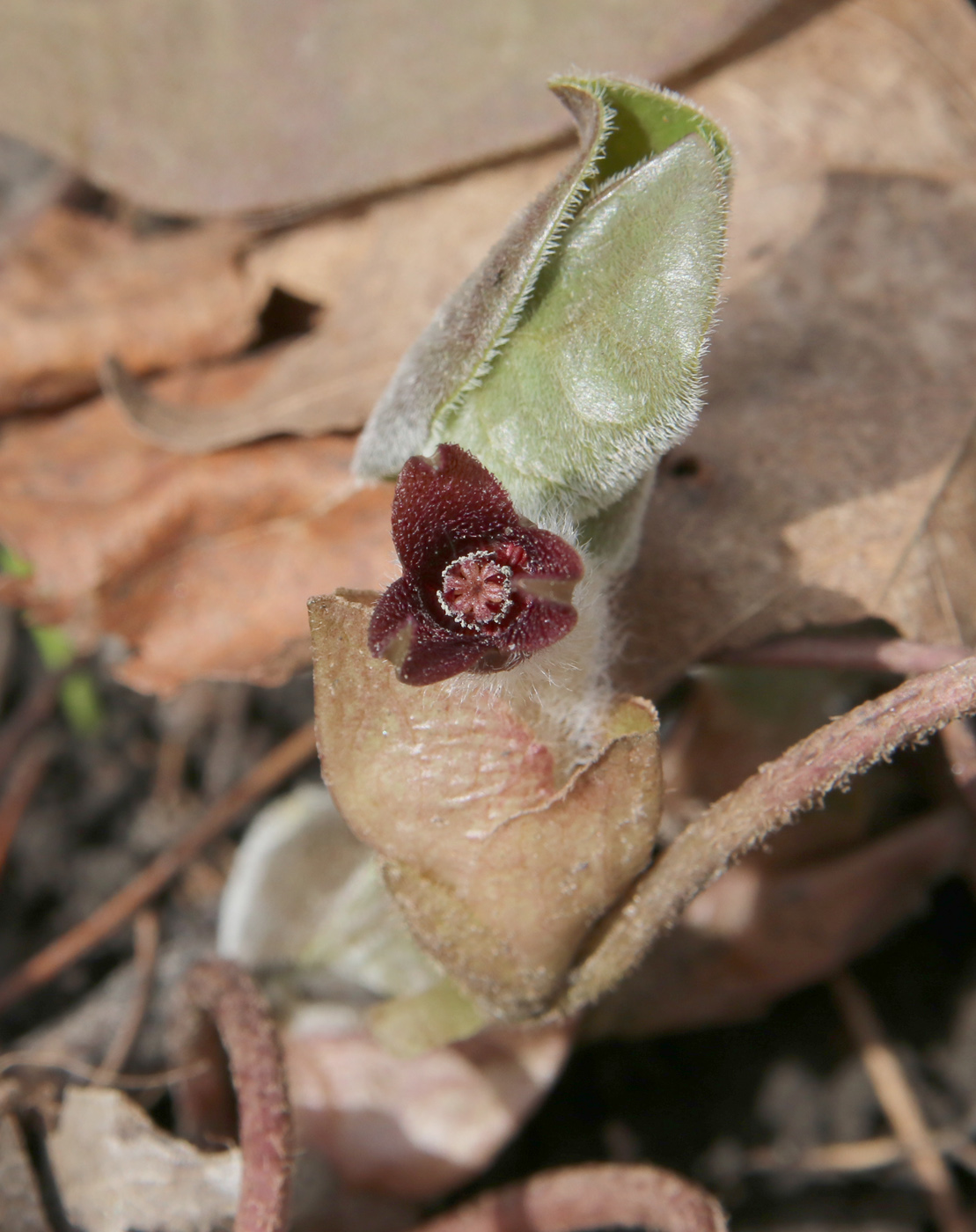 Image of Asarum europaeum specimen.