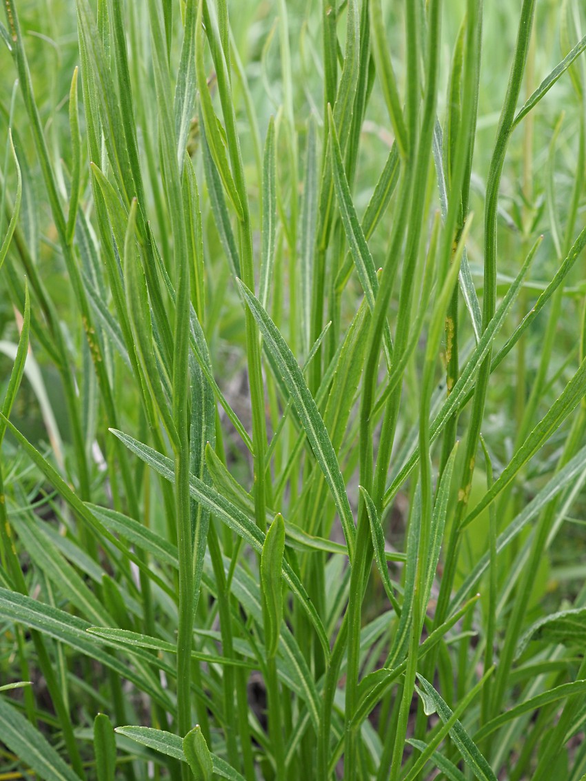 Image of Campanula wolgensis specimen.