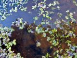 Lemna turionifera. Листецы ряски на поверхности озера. Чувашия, окр. г. Шумерля, Кумашкинский заказник, оз. Прорва. 26 мая 2005 г.
