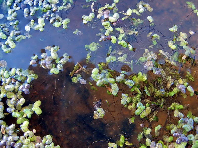 Изображение особи Lemna turionifera.