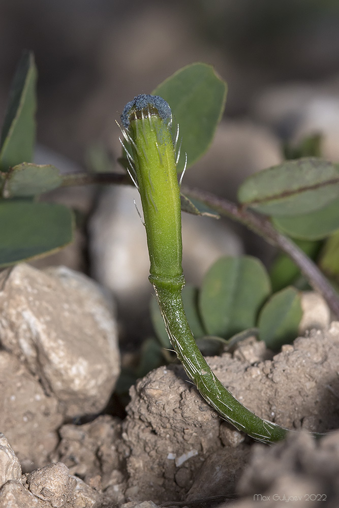 Изображение особи семейство Papaveraceae.