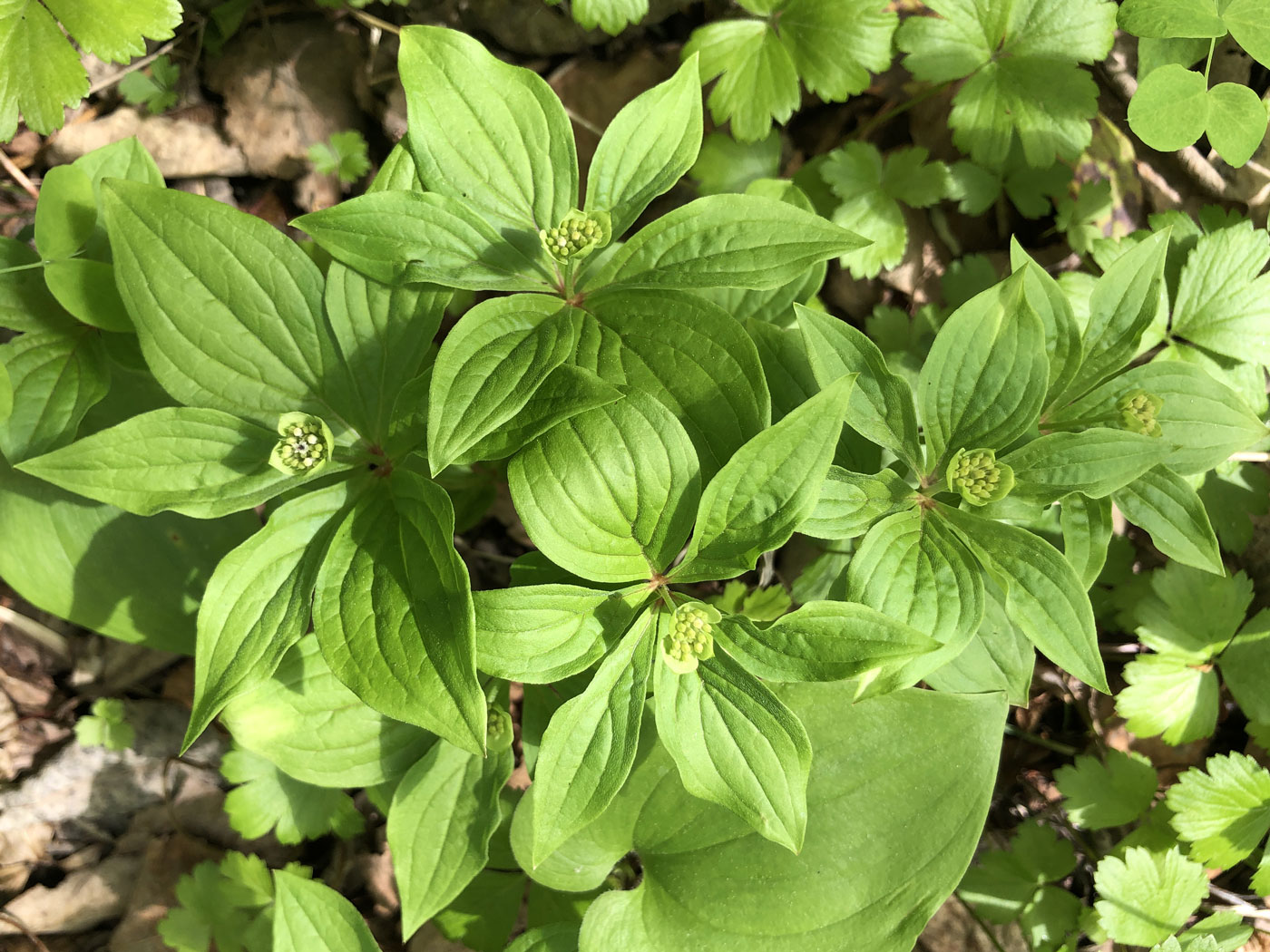 Изображение особи Chamaepericlymenum canadense.