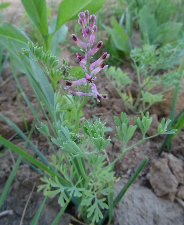 Image of Fumaria officinalis specimen.