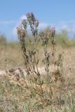 Centaurium подвид turcicum