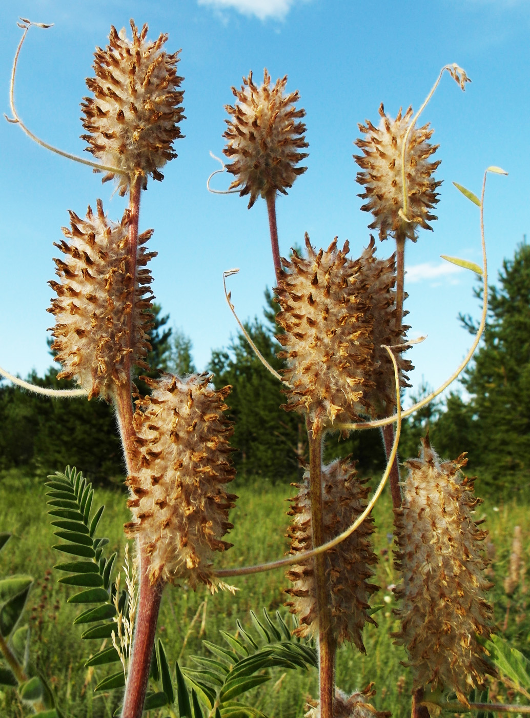 Image of Astragalus alopecurus specimen.