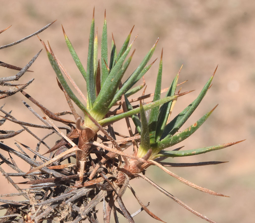 Image of Acantholimon nabievii specimen.