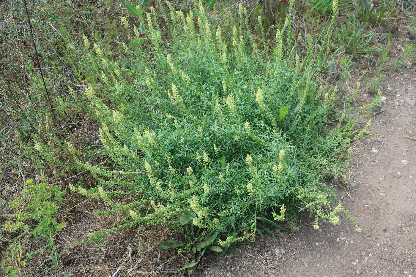 Изображение особи Reseda lutea.