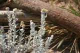 Otanthus maritimus