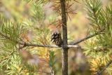 Pinus sylvestris. Часть ствола со зрелой вскрывшейся шишкой и основаниями боковых ветвей. Калужская обл., Спас-Деменский р-н, Большое Игнатовское болото, северо-западный сектор. 09.09.2022.