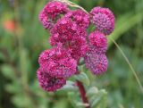 Hylotelephium triphyllum