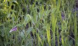 Lathyrus pisiformis