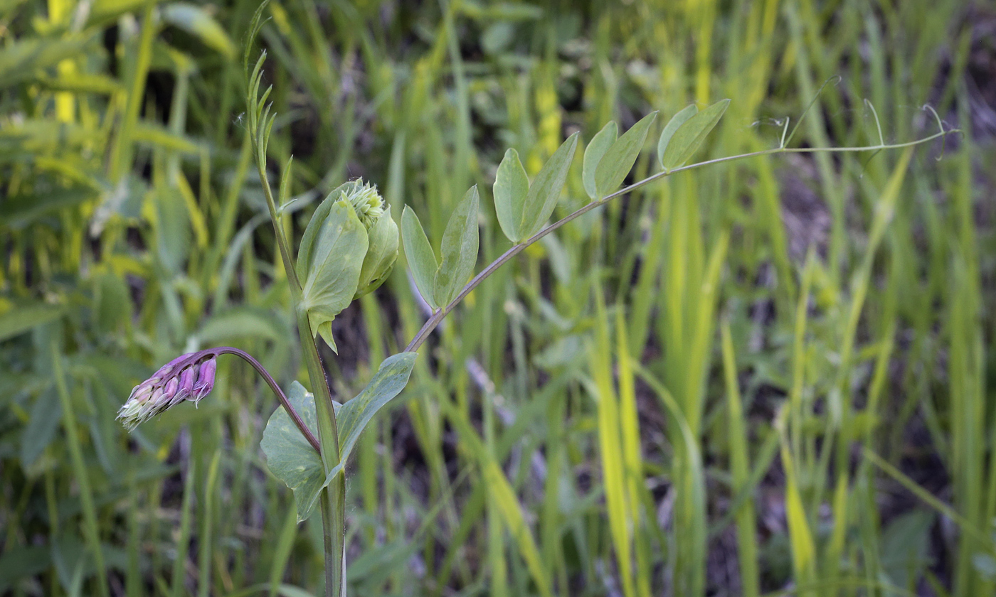 Изображение особи Lathyrus pisiformis.